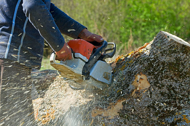 Best Tree Mulching Services  in Crowley Lake, CA